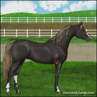 Horse Color:Liver Chestnut Sabino Varnish 