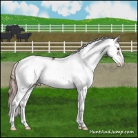 Horse Color:Liver Chestnut Sabino 