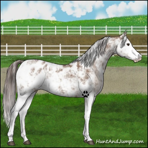 Horse Color:Liver Red Dun Sabino Appaloosa 