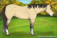 Horse Color:Buckskin Roan Dun Splash 