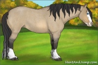 Horse Color:Buckskin Roan Dun Splash 