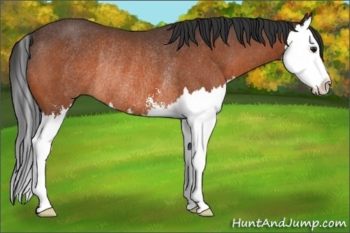 Horse Color:Bay Sabino Splash Rabicano