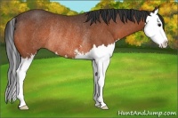 Horse Color:Bay Sabino Splash Rabicano