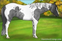 Horse Color:Blue Roan Tobiano 