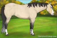Horse Color:Buckskin Roan Dun Splash