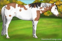 Horse Color:White Spotted Bay Splash Frame Rabicano