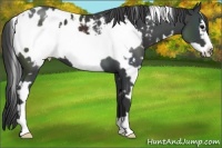 Horse Color:White Spotted Black Frame Appaloosa