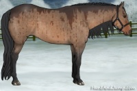 Horse Color:Brown Dun 