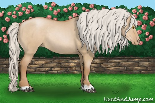 Horse Color:Silver Grullo Pearl Rabicano 