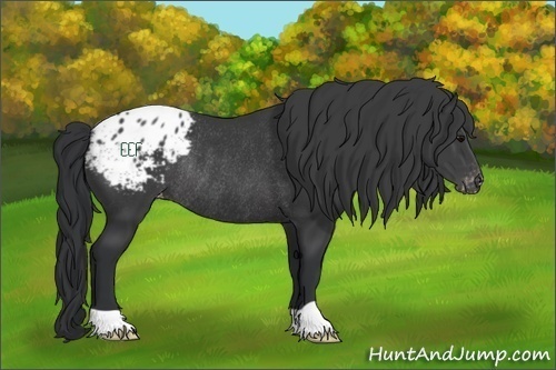 Horse Color:Black Appaloosa Rabicano