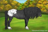 Horse Color:Black Appaloosa Rabicano