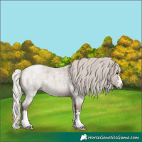 Horse Color:Silver Grullo Roan Rabicano