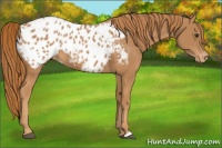 Horse Color:Chestnut Appaloosa 