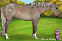 Horse Color:Silver Grullo Roan 