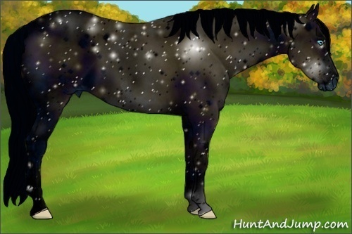 Horse Color:ERROR: UNKNOWN ANOMALY