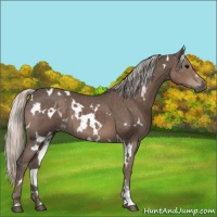 Horse Color:White Spotted Silver Black 