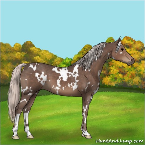 Horse Color:White Spotted Silver Black 