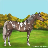 Horse Color:White Spotted Silver Black
