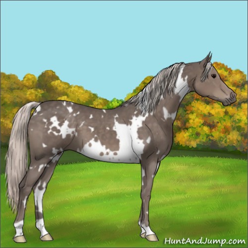 Horse Color:White Spotted Silver Black