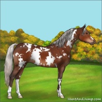 Horse Color:White Spotted Silver Brown