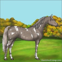 Horse Color:White Spotted Silver Grullo 