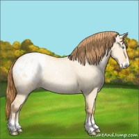 Horse Color:Buckskin Pearl Dun Sabino Appaloosa Rabicano 