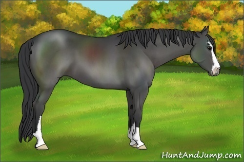 Horse Color:Black Sabino
