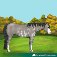 Horse Color:Grullo Sabino 