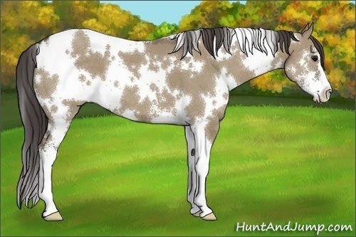 Horse Color:White Spotted Smoky Grullo Sabino 