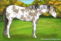 Horse Color:White Spotted Smoky Grullo Sabino