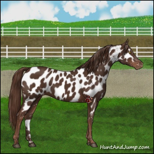 Horse Color:Liver Chestnut Appaloosa 