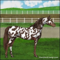 Horse Color:Liver Chestnut Appaloosa 