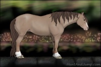 Horse Color:Classic Champagne Sabino 
