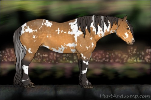 Horse Color:White Spotted Buckskin