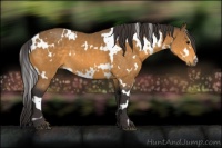 Horse Color:White Spotted Buckskin 