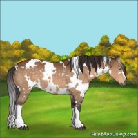 Horse Color:White Spotted Buckskin 