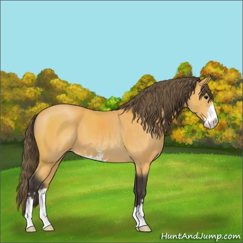 Horse Color:Buckskin Sabino Appaloosa