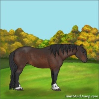 Horse Color:Brown Sabino 
