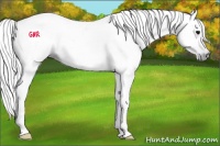 Horse Color:Gray Black 