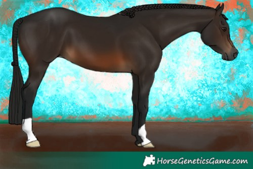 Horse Color:Gray Bay 