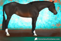 Horse Color:Gray Bay 