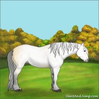 Horse Color:Gray Buckskin