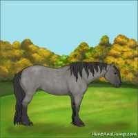 Horse Color:Grullo Roan 
