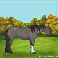 Horse Color:Grullo Roan 