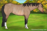 Horse Color:Bay Dun Rabicano