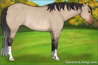 Horse Color:Bay Dun Rabicano