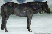 Horse Color:Midnight Black 