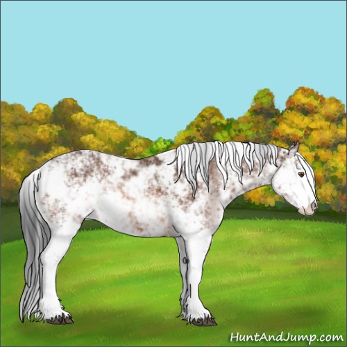 Horse Color:Bay Sabino Rabicano