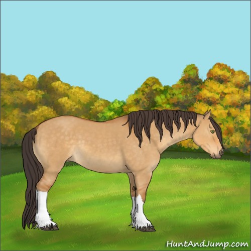 Horse Color:Buckskin Dun 