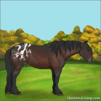 Horse Color:Brown Appaloosa 